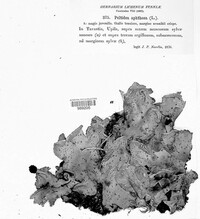 Peltigera aphthosa image